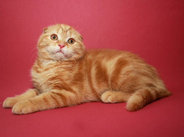 Шотландская Вислоухая Кошка Рыжая Фото