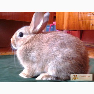 Кролики Ангорский кролик,цветной карлик