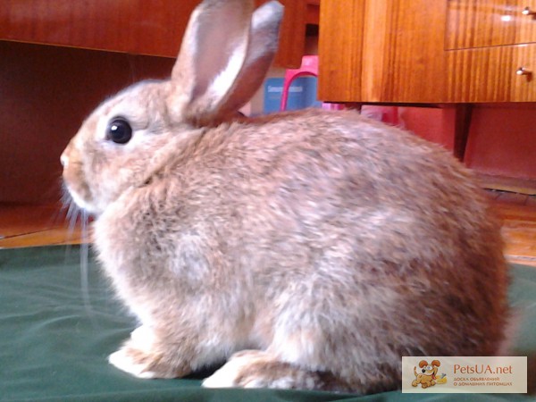 Кролики Ангорский кролик,цветной карлик