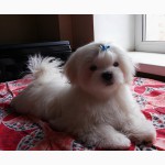 Продается белоснежный щенок мальтезе, с беби-фейс