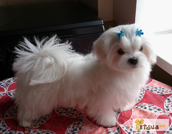 Фото 4. Продается белоснежный щенок мальтезе, с беби-фейс