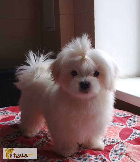Фото 5. Продается белоснежный щенок мальтезе, с беби-фейс
