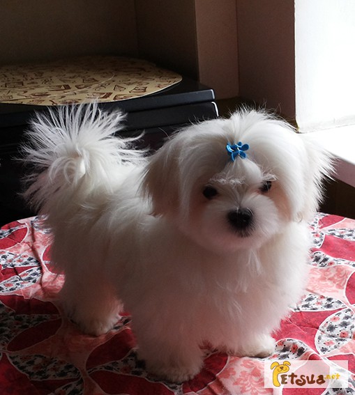 Фото 7. Продается белоснежный щенок мальтезе, с беби-фейс