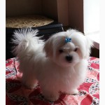Продается белоснежный щенок мальтезе, с беби-фейс