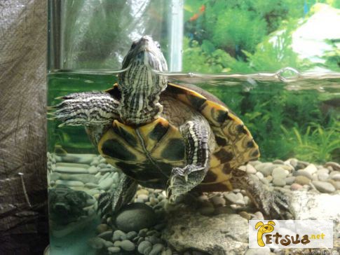 Красноухая черепаха ищет новый дом 1, 5 года