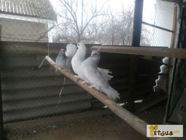 Фото 2. Статные ростовские голуби