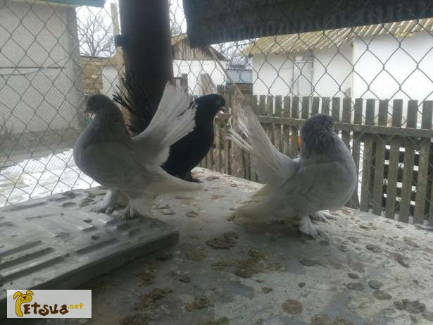 Фото 3/8. Статные ростовские голуби