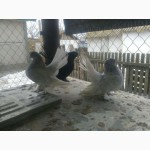 Статные ростовские голуби