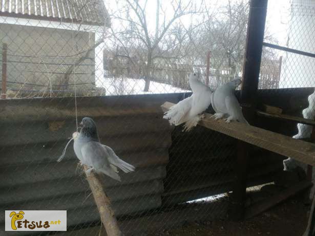 Фото 5. Статные ростовские голуби