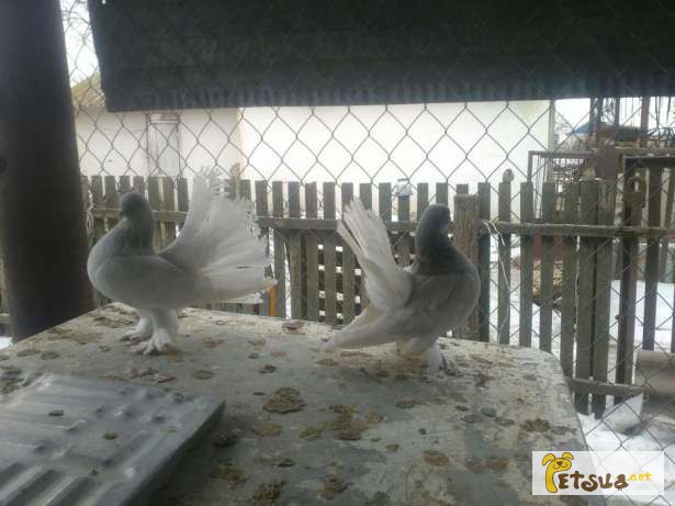 Фото 7. Статные ростовские голуби