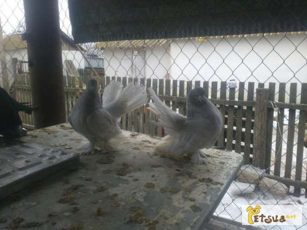 Фото 8. Статные ростовские голуби