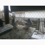 Статные ростовские голуби