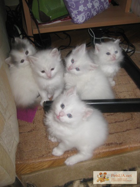 Фото 1/1. Маленькие котята ангора (белые и пушистые)