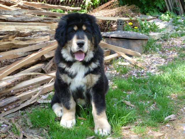 Прекрасный щенок тибетского мастифа