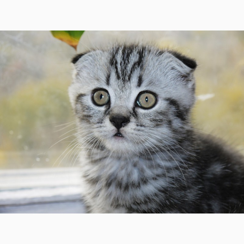 Фото 2. Нежные и ласковые Шотландские мраморные котята