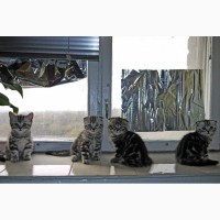 Нежные и ласковые Шотландские мраморные котята