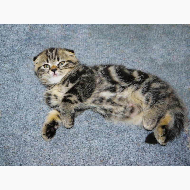 Фото 5. Нежные и ласковые Шотландские мраморные котята