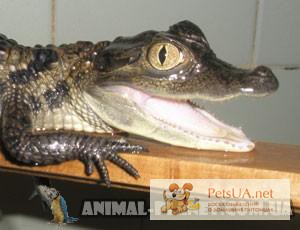 Крокодил – детёныш каймана, размер 35 – 37 см.