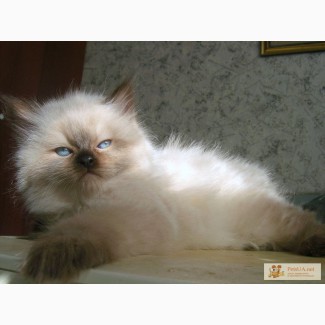 Балинезийские котята окраса силпойнт и блюпойнт.(голубоглазые, пушистые, окрас как у сиамских).