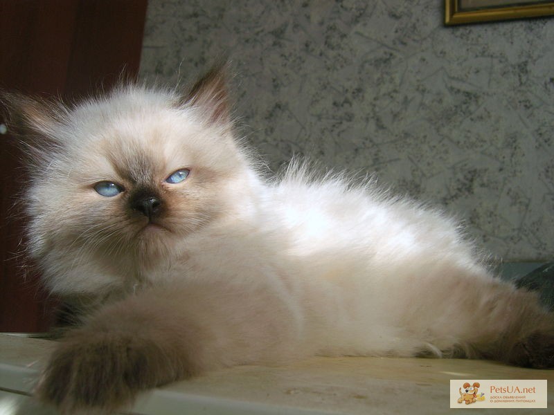 Фото 1/1. Балинезийские котята окраса силпойнт и блюпойнт.(голубоглазые, пушистые, окрас как у сиамских).