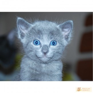 Продам котят, порода - русская голубая