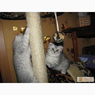 Продам шотландских веслоухих кошенят