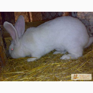 Продам элитных кроликов породи Бельгийский великан(Обр , Ризен, ) Белый великан