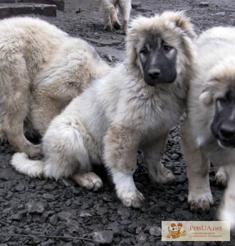 Крупные красивые щенки кавказской овчарки с док.КС