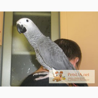 Африканский серый попугай жако – ручные птенцы