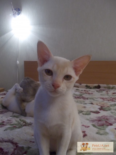 Кошки Бурма (бурманская кошка)