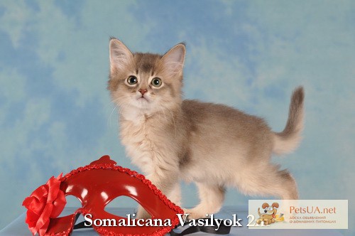 Фото 1/1. Котята сомали фавны и голубой котята сомали