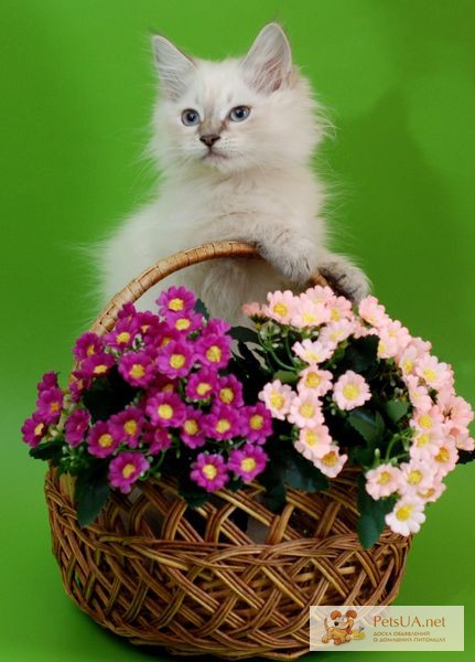 Предлагаем сибирских котят, киевский питомник Сибирский Охотник