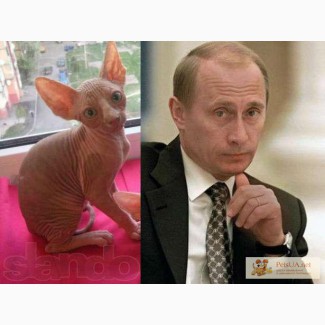 Сфинкс с лицом Путина