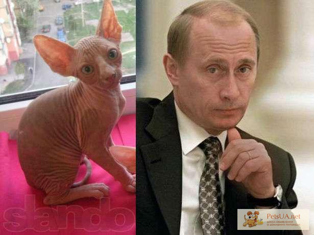 Фото 1/1. Сфинкс с лицом Путина