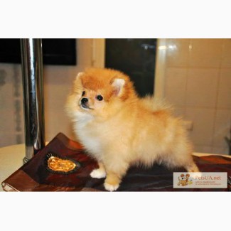 Щенки миниатюрного шпица (german miniature spitz)