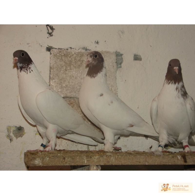 Фото 1/1. Продам Иранских щекатых голубей
