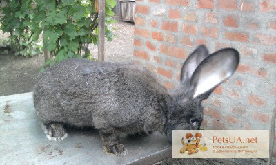 Кролики Фландр,бельгийський великан, европейская шиншила