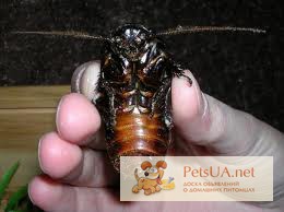 Фото 3. Мадагаскарские тараканы, архимандриты, блаберусы