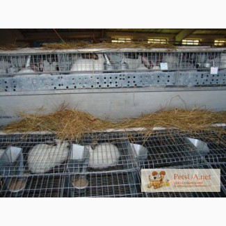 Кролиководство. Продажа породистых кроликов и крольчат и мяса в крыму симферополь