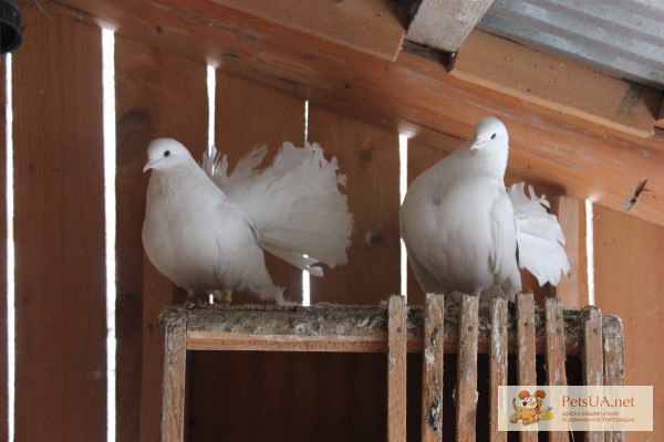Фото 1/1. Павліни - білі голуби