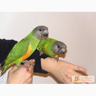 Сенегальские попугаи,птенцы-выкормыши
