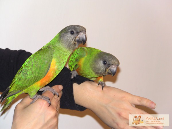 Фото 1/1. Сенегальские попугаи,птенцы-выкормыши