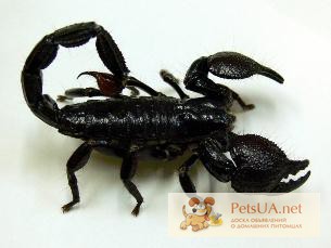 Фото 1/1. Продам Скорпион пандинус кавиманус (Pandinus cavimanus),Танзанийский красноклешневый скорпион, скорп