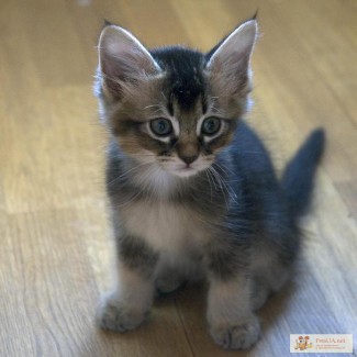 Продам абиссинского котенка (самолийские)