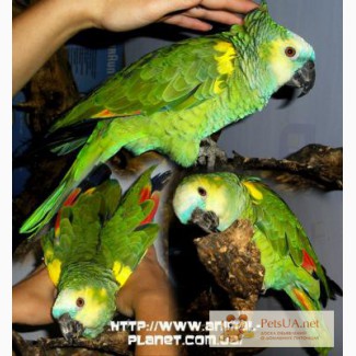 Попугай амазон - говорящий попугай