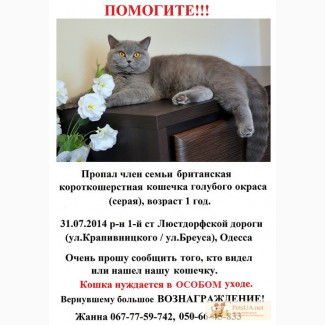 Пропала британская кошка г.Одесса