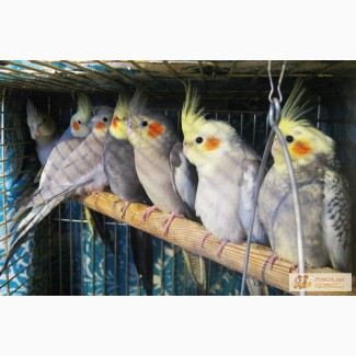 Продам птенцов попугая корелла (нимфа)