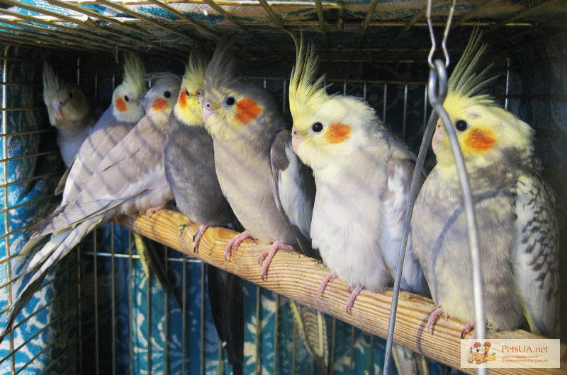 Продам птенцов попугая корелла (нимфа)