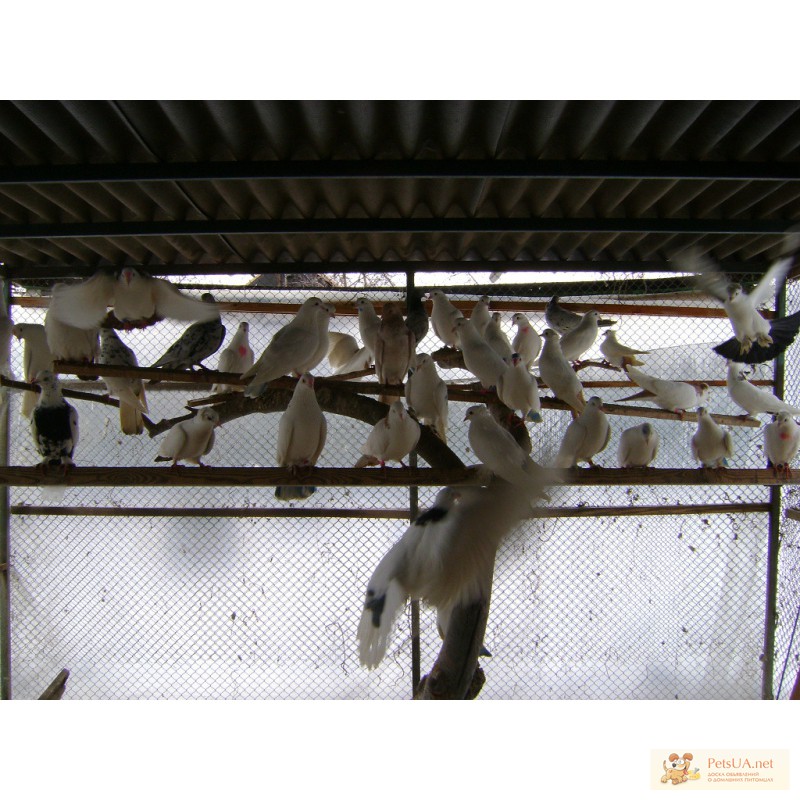 Фото 2. Продам бойных белых бакинцев, мраморных голубей