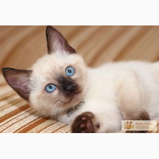 Продам сіамських котят(тайських)